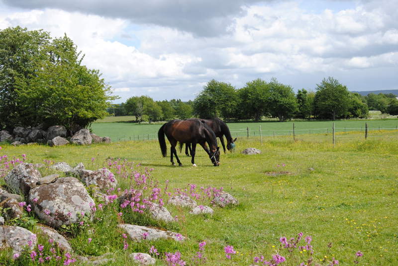 sommarbild_Skalltorp